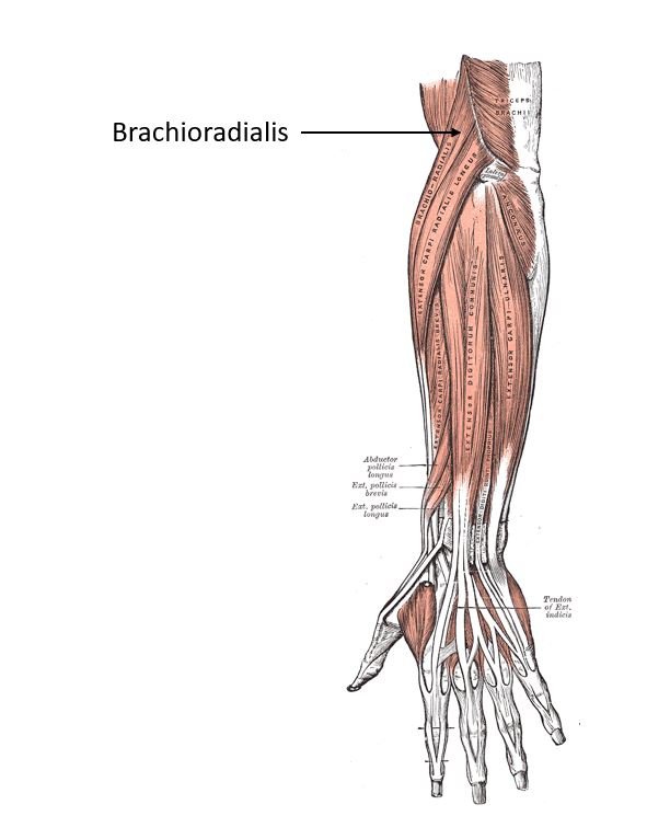 Brachioradialis