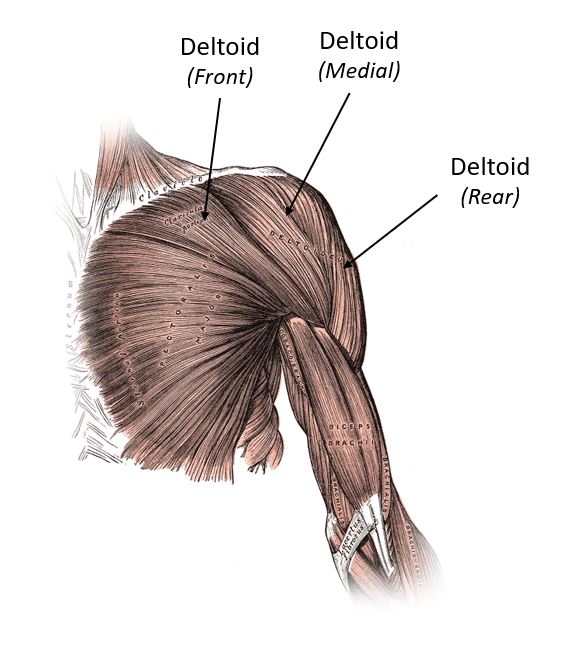 Deltoids