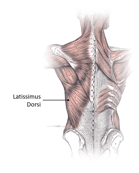 Latissimus Dorsi