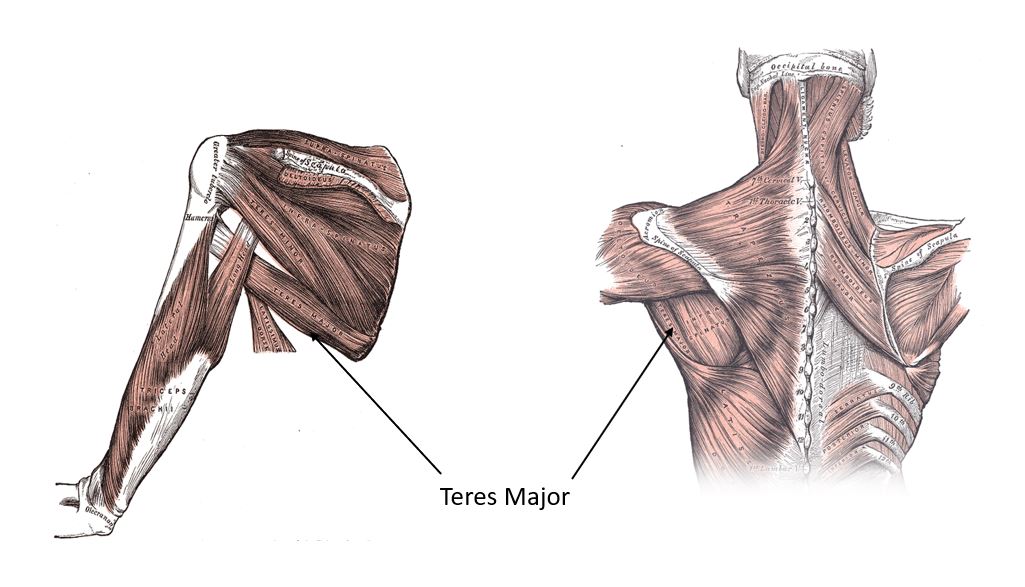 Teres Major