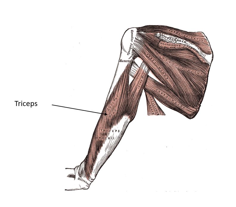 Triceps