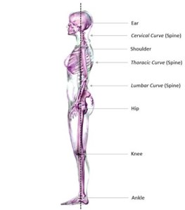Gravity and Postural Stability in Normal Standing & the Wing Chun ...